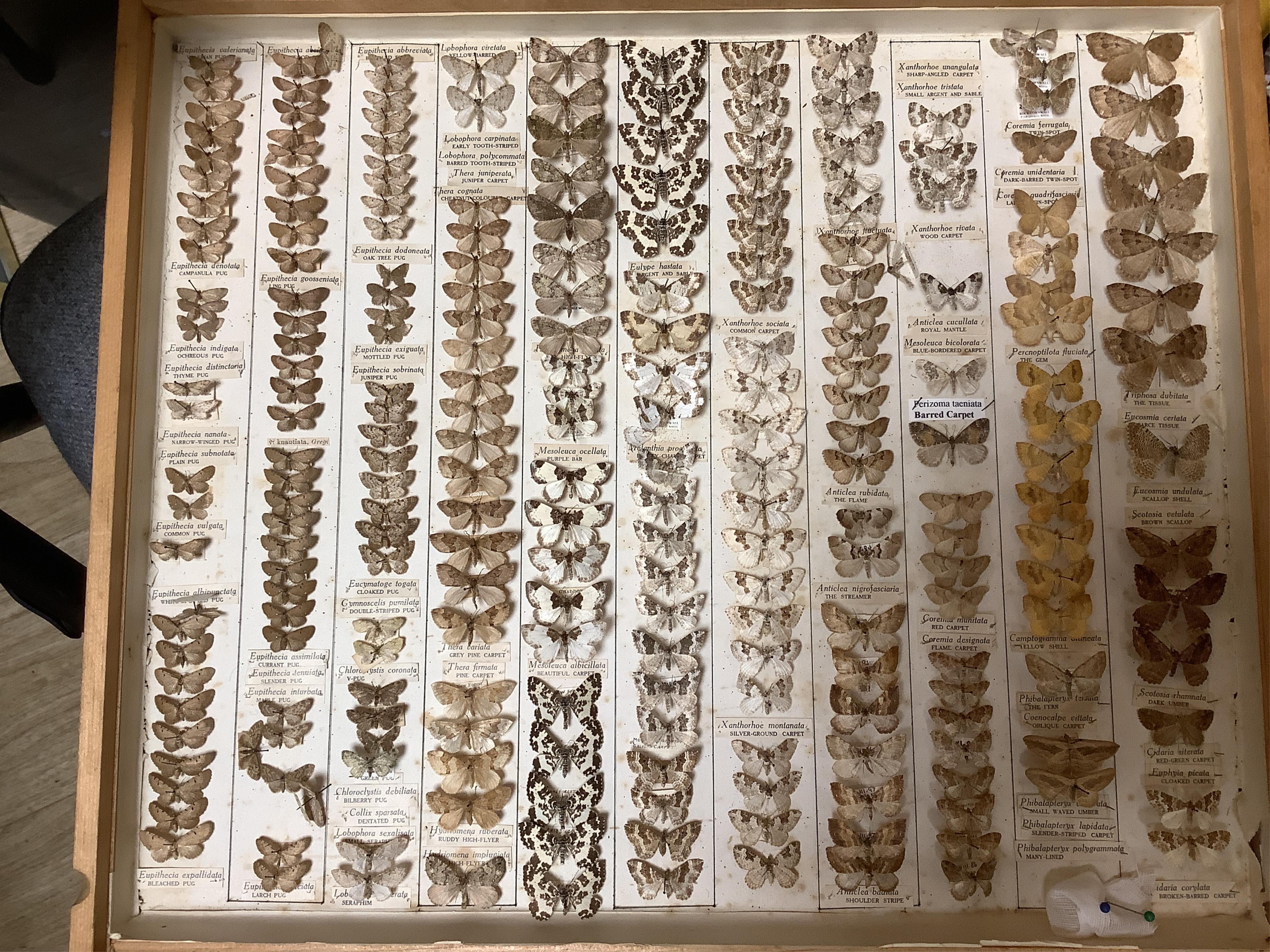 A Victorian ten drawer mahogany collector’s cabinet, containing a large selection of taxidermy moths, the contents checked against the UK register, each drawer with glazed cover, with a lockable glazed main door and orig